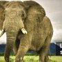 1 - Elephant