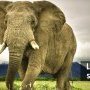 1 - Elephant
